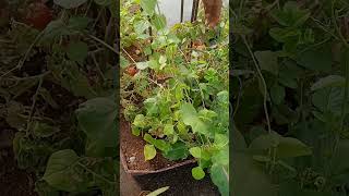 How to grow Cherry Tomato in Our Garden organicgardening short [upl. by Ytak]