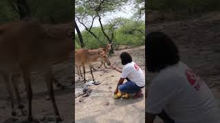 Nilgai नीलगाय  Nilgai vs Man shorts ytshorts wildlife [upl. by Keane253]