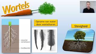 Wortels stengels bladeren – thema planten – Video 1 van 4 Biodam [upl. by Okiman]