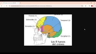 ANATOMIA HUMANA PARA PRINCIPIANTES HUESO DE CRANEO Y SU FUNCION 2024 10 29 anatomia greenscreen n [upl. by Nehr365]