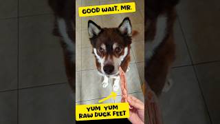 Good wait for the raw duckfeet lick lick lick wont miss any tiny bit meatlovers eating [upl. by Timoteo]