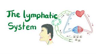 The Lymphatic System All you need to know [upl. by Muller629]