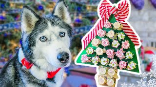 Make an Advent Calendar For Your Dog for Christmas 🎄  DIY Dog Crafts [upl. by Assenaj]