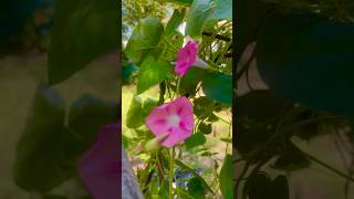 Morning glories they come back every year VinesMorningGlories Gardening [upl. by Cade]