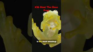 Natures Superheroes Video No 36  Meet The Glass Frog [upl. by Aikahc]