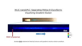 Video of nanoUPLC Gradient Elution of Labelled Glycoprotein  RNAse B A488 label [upl. by Yrojram]