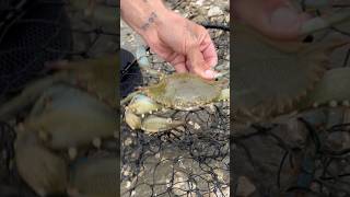 Blue crab eating a pufferfish 🦀🐡 [upl. by Nuhs874]