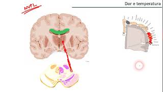 Vias aferentes gerais DOR E TEMPERATURA [upl. by Saundra234]