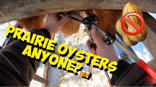 How to CASTRATE a BIG 450LB BULL Calf  Humane Castration Using a Elastrator Tool amp Rubber Band🤠 [upl. by Pergrim]