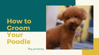 How to Groom Your Poodle at Home [upl. by Marrissa705]