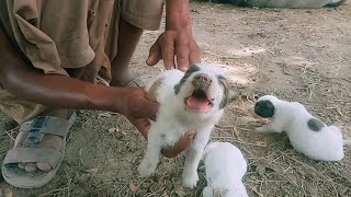 Puppy Whose Legs Splayed Out IsDetermined To Learn To Run The Dodo [upl. by Tankoos789]