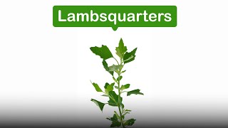 Toughness persistence abundance healingLambsquarters [upl. by Thomasin15]