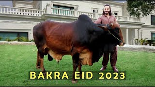 Bakra eid 2023 l Peshori vines [upl. by Dinesh]