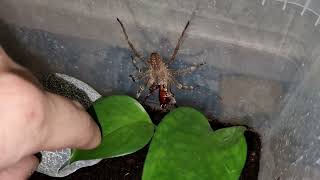 Brazilian Wandering Spider feeding Phoneutria nigriventer [upl. by Marilyn]