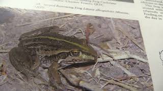 Tok Tok of a Striped Burrowing Frog at the GAE Frogarium in Moorooka Australia [upl. by Sorenson881]