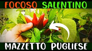 PEPERONCINO EVOLUTIVO PICCANTE A MAZZETTO PUGLIESE  FOCOSO SALENTINO [upl. by Netsreik361]