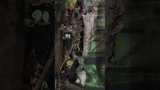 young rufous beaked snake catching mouse [upl. by Yt]