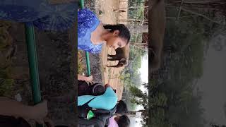 minivlog Vizag Zoo Park video  pis sasbscribe and lekeviralvideo pis sasbscribe and leke [upl. by Leraj]