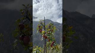 Apple farm Manang [upl. by Bergen455]