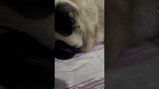 pug puggle cuteanimal valoranttwitchclipsoftheweek doglover cutedog funny cutepug vtuber [upl. by Adnerad]