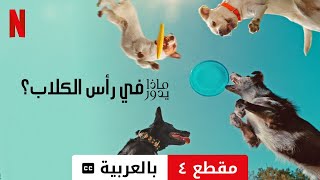 ماذا يدور في رأس الكلاب؟ مقطع ٤ مترجمة  مقدمة بالعربية  Netflix [upl. by Wurst]