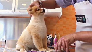 How to Groom a Pomeranian Dog  Haircut Teddy Bear Style  Pet Grooming TV [upl. by Woodberry953]