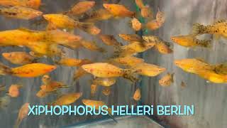 Xiphophorus helleri BERLIN [upl. by Attaymik418]