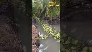 Begini Pertanian Kelapa Modern di Thailand [upl. by Ecyrb]