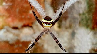 Argiope keyserlingi Spider [upl. by Inahpit]