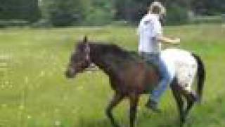 riding my horse backwardsthen falling offow [upl. by Mcgaw]