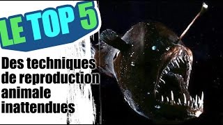 Le top 5 des techniques de reproduction animale inattendues [upl. by Athalee]