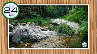 🎧 Sonido de RIACHUELO y PÁJAROS 💦🌳🐦para DORMIR 😴 Ruido de Riachuelo Fluyendo y Pájaros Cantando [upl. by Amo]