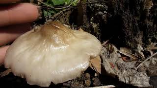 Pluteus salicinus is a European psychedelic mushroom that grows on wood [upl. by Ykcul958]