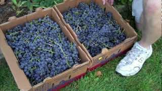 FIELD TRIP  CONCORD GRAPE VINES [upl. by Yeung259]