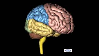 Hemisférios cerebrais  Fonoaudiologia Neurofuncional [upl. by Leitman]