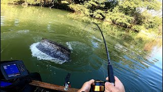 Branie i hol ogromnego suma Niesamowita walka z wielką rybą Incredible fight with a huge catfish [upl. by Anyah]