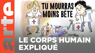 Le corps humain partie 2  Compilation  Tu mourras moins bête  ARTE [upl. by Linder12]