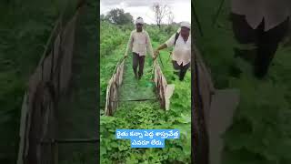 cotton crop herbicide spraying [upl. by Roobbie]