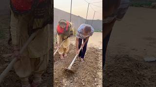 सब्ज़ी बो दी 🥬♥️ shorts youtubeshorts shortvideo viral haryana trending [upl. by Ninahs]