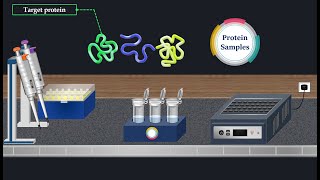 Western Blot Method  Animated Video [upl. by Lisha]