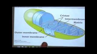 Kevin Aherns BiteSized Biochemistry 32  NeurotransmissionElectron Transport [upl. by Hyman718]