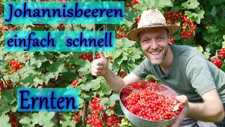 Johannisbeeren einfach ernten [upl. by Favrot]