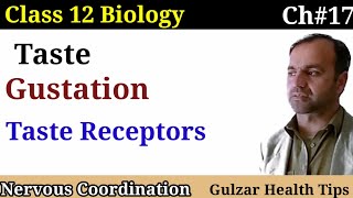 Taste  Gustation  tongue  taste receptors class 12 Biology [upl. by Jocelin]