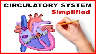 Circulatory System Physiology Heart Simplified [upl. by Ordep]