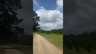 Christmas tree farm in australia [upl. by Arratal137]