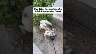 Funniest Pug HANDSTAND FAIL of All Time [upl. by Tija]