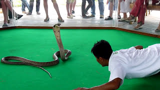 Королевская кобра против человекаKing Cobra bites a man [upl. by Lokin]