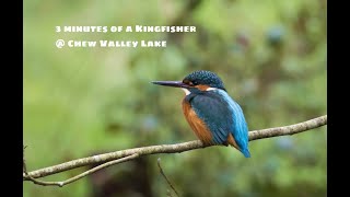 3 minutes with a Kingfisher  Chew Valley Lake [upl. by Tolley]