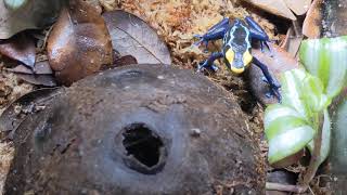 Dendrobates tinctorius  Alalapadu Cobalt [upl. by Daisey]