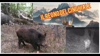 Il regno del cinghiale [upl. by Analah908]